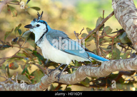 White-throated Magpie-Jay (Calocitta formosa), sitzt auf einem Ast, Costa Rica Stockfoto