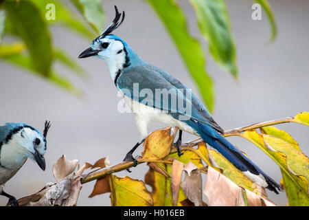 White-throated Magpie-Jay (Calocitta formosa), sitzt auf einem Ast, Costa Rica Stockfoto