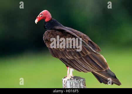 Truthahngeier (Cathartes Aura), sitzt auf einem hölzernen Pfosten, Costa Rica Stockfoto