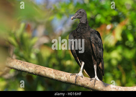 Amerikanische schwarze Geier (Coragyps atratus), sitzt auf einem Ast, Costa Rica Stockfoto