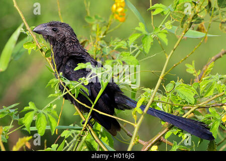 Glatt-ani in Rechnung gestellt (Crotophaga ani), auf einem Zweig, Costa Rica Stockfoto