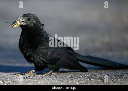 Nut-billed Ani (Crotophaga sulcirostris), Fütterung, Costa Rica Stockfoto