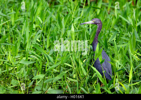 Little Blue Heron (Egretta caerulea), in einem Sumpf Wiese, Costa Rica Stockfoto