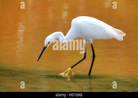 snowy egret (Egretta thula), hunting, Costa Rica Stockfoto