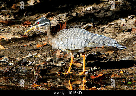 Sonne - rohrdommel, sunbittern (Eurypyga helias), am Ufer, Costa Rica Stockfoto