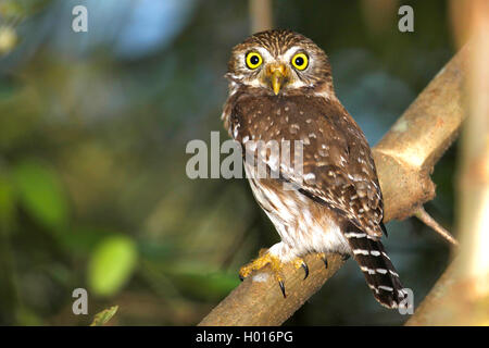 Eisenhaltige Sperlingskauz (Glaucidium brasilianum), sitzt auf einem Ast, Costa Rica Stockfoto