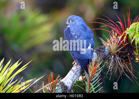 Doppelklicken Zahnriemen Kite (Harpagus bidentatus), sitzt auf einem Ast, Costa Rica Stockfoto