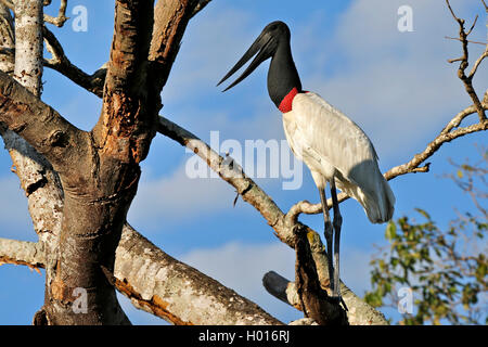 Jaribu (Jabiru mycteria), male auf einem Zweig am Baum, Costa Rica Stockfoto