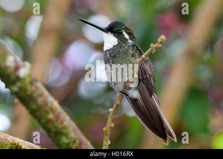 Grau-tailed Mountain gem (Lampornis cinereicauda), männlich sitzt auf einem Ast, Costa Rica Stockfoto