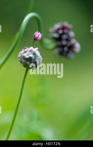 Feld Knoblauch, Krähe, wilde Zwiebeln Knoblauch (Allium vineale), einzelne Blume in einem Blütenstand, Deutschland Stockfoto