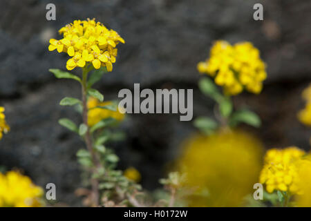 Alpine Alison, Alpine alyssum (Alyssum alpestre), blühende Stockfoto