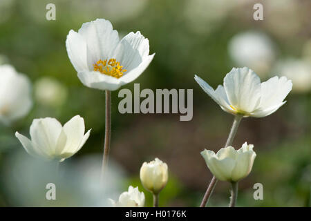 Schneeglöckchen Anemone, Snowdrop Windflower (Anemone Sylvestris), blühen, Deutschland Stockfoto