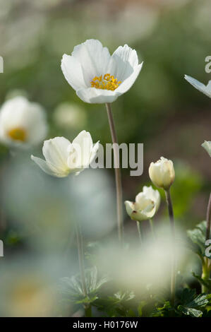 Schneeglöckchen Anemone, Snowdrop Windflower (Anemone Sylvestris), blühen, Deutschland Stockfoto