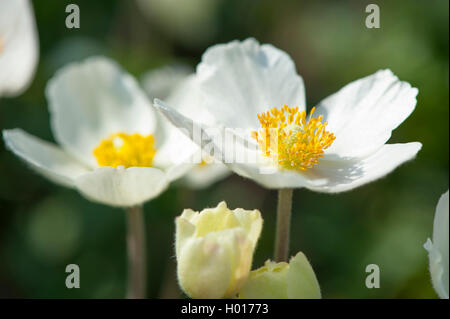 Schneeglöckchen Anemone, Snowdrop Windflower (Anemone Sylvestris), blühen, Deutschland Stockfoto