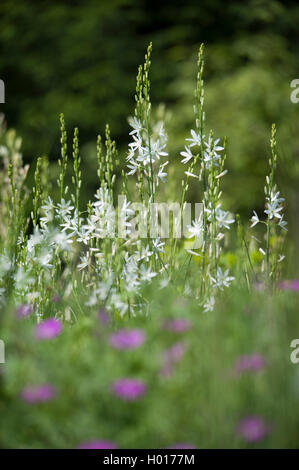 St. Bernard Lilys (Anthericum liliago), Blütenstand, deustchla Stockfoto