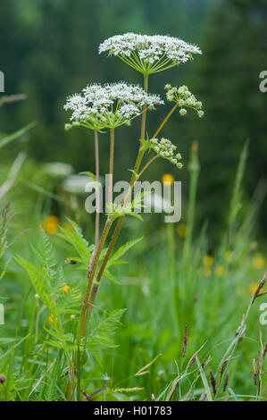 Kuh Petersilie, wilder Kerbel (Anthriscus sylvestris), blühen in einer Wiese, Österreich Stockfoto