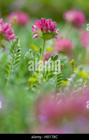 Berg wundklee Wundklee (Montana), blühende Stockfoto