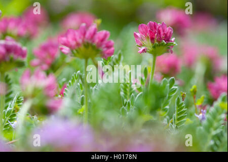 Berg wundklee Wundklee (Montana), blühende Stockfoto