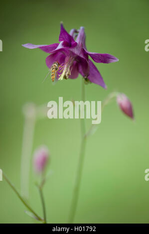 Dunkle Akelei, Omas Motorhaube, dunkle rote Akelei (Aquilegia Atrata), blühen, Deutschland Stockfoto