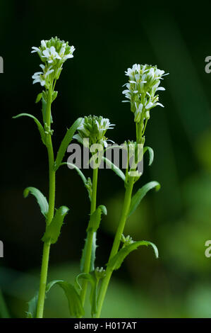 Pfeil-leaved Rock-Cress (Arabis sagittata), blühende, Deutschland Stockfoto