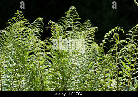 Frauenfarn, gemeinsame Lady - Farn (Athyrium filix-Femina), Wedel, Deutschland Stockfoto