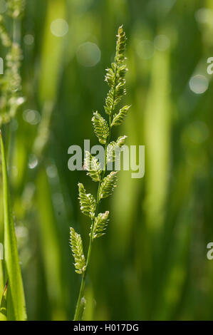 Europäische slough - Gras (Beckmannia eruciformis), Blütenstand Stockfoto