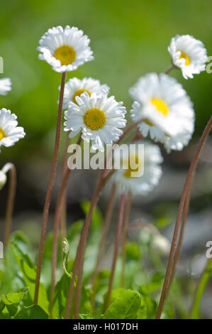 Daisy-Star, Daisy-Star, Daisy-Sterne-Hotel Aster (Aster bellidiastrum, Bellidiastrum michelii), blühende, Schweiz Stockfoto