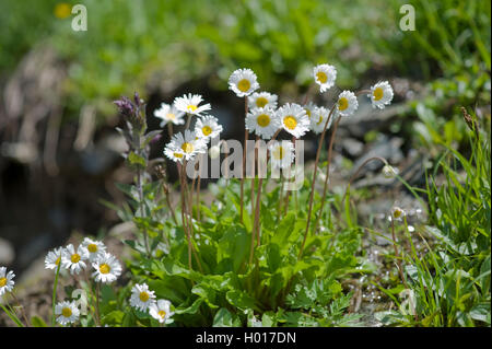 Daisy-Star, Daisy-Star, Daisy-Sterne-Hotel Aster (Aster bellidiastrum, Bellidiastrum michelii), blühende, Schweiz Stockfoto