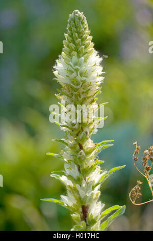 Gelbe Glockenblume (Campanula thyrsoides Subsp carniolica, Campanula Carniolica), Blütenstand, Italien Stockfoto