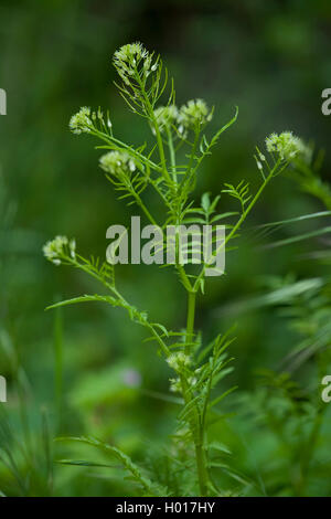 Schmale-leaved bitter-Kresse, Rühr-mich-nicht bitter - kresse (Cardamine Impatiens), blühende, Deutschland Stockfoto