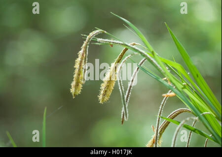 Hängende Segge, Riesen-Segge Grass (Carex Pendel), Blütenstand, Deutschland Stockfoto