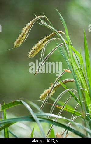 Hängende Segge, Riesen-Segge Grass (Carex Pendel), Blütenstand, Deutschland Stockfoto