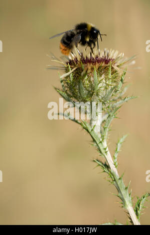 Frühe Hummel (Bombus pratorum, Pyrobombus pratorum), Silberdistel, Deutschland Stockfoto