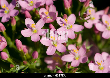 Gemeinsamen Europäischen centaury centaury, bitteres Kraut (centaurium Erythraea centaurium Erythraea,, Centaurium minus, Centaurium umbellatum), Blumen, Deutschland, Alsbach Hasselbach Stockfoto