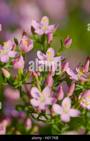 Gemeinsamen Tausendgüldenkraut, Europäische Tausendgüldenkraut, Bitteres Kraut (Centaurium Saccharopolyspora, Saccharopolyspora Centaurium Centaurium minus Centaurium Umbellatum) Blumen, Deutschland Stockfoto