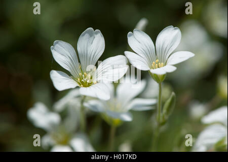 Alpine Maus - Ohr, Alpine Vogelmiere (Cerastium alpinum), Blumen, Deutschland, BG MZ Stockfoto