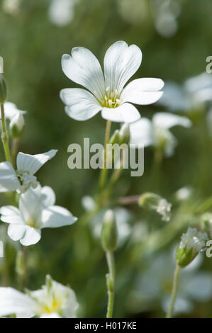 Alpine Maus - Ohr, Alpine Vogelmiere (Cerastium alpinum), Blumen, Deutschland Stockfoto