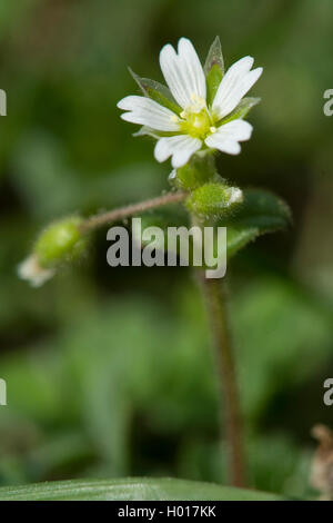 Cerastium glutinosum (Cerastium glutinosum), blühende, Deutschland Stockfoto