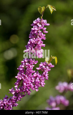 Chinesische Redbud (Cercis chinensis), blühender Zweig Stockfoto