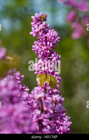 Chinesische Redbud (Cercis chinensis), blühender Zweig Stockfoto