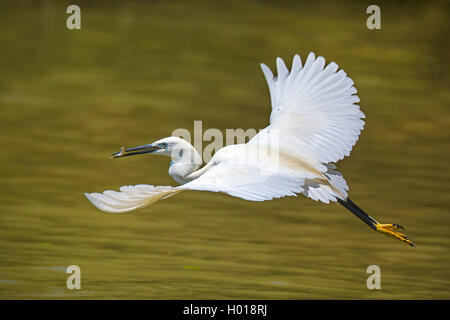 Seidenreiher (Egretta garzetta), im Flug mit gefangen Fisch in der Rechnung, Seitenansicht, Rumänien, Donaudelta Stockfoto