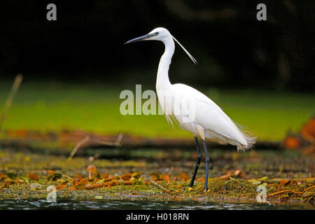 Seidenreiher (Egretta garzetta), stehend im flachen Wasser, Seitenansicht, Rumänien, Donaudelta Stockfoto