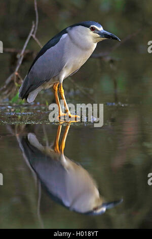 Schwarz - gekrönte Nachtreiher (Nycticorax nycticorax), im flachen Wasser stehend, Seitenansicht, Rumänien, Donaudelta Stockfoto