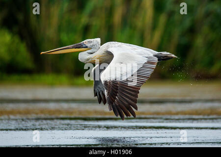 Krauskopfpelikan (Pelecanus crispus), über Wasser, Rumänien fliegen, Donaudelta Stockfoto