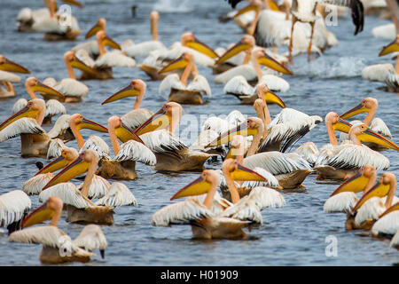 Eastern White Pelican (Pelecanus onocrotalus), Schwimmen Herde, Rumänien, Donaudelta Stockfoto