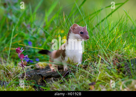 Hermelin Hermelin, Short-tailed weasel (Mustela erminea), stehend auf totem Holz in einer Wiese, Schweiz, Sankt Gallen Stockfoto