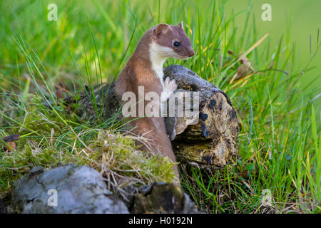 Hermelin Hermelin, Short-tailed weasel (Mustela erminea), stehend auf totem Holz in einer Wiese, Ansicht von hinten, Schweiz, Sankt Gallen Stockfoto