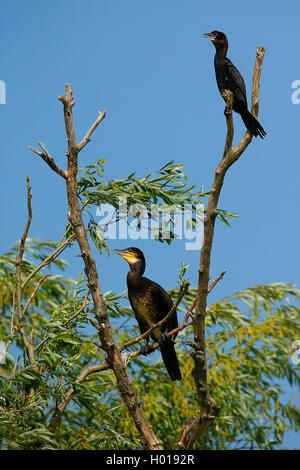 Pygmy cormorant (Phalacrocorax pygmeus), sitzend mit einem Kormoran auf einem Baum, Rumänien, Donaudelta Stockfoto