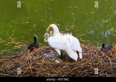 Höckerschwan (Cygnus olor), von einem blässhuhn auf dem Nest, in der Schweiz angegriffen wird, Bodensee Stockfoto