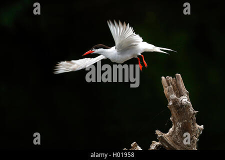 Flussseeschwalbe (Sterna hirundo), ausgehend von einem toten Baum, Seitenansicht, Rumänien, Donaudelta Stockfoto